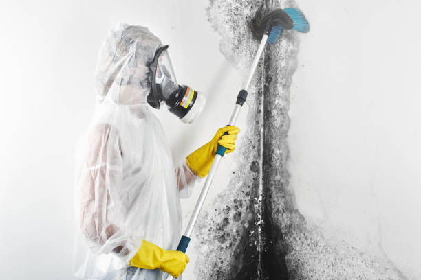 Best Attic Mold Removal  in Jefferson, TX