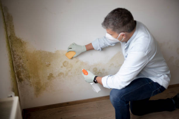 Environmental Consulting for Mold Prevention in Jefferson, TX
